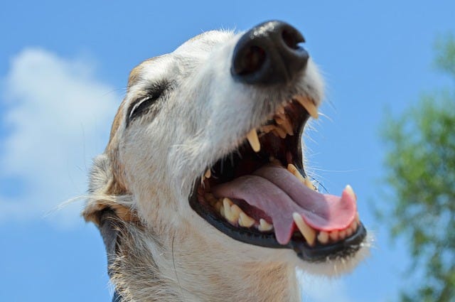 Greyhounds: A Fable