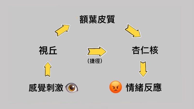 人類行為的重要機制