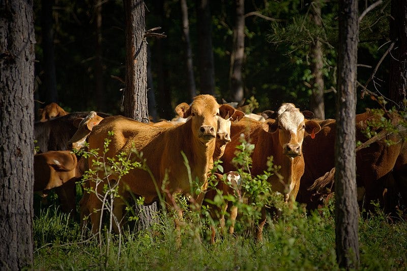 Cows graze in a forest on a silvopasture plot