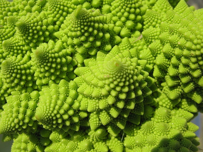 Self-similar structure close-up of the Romanesco Broccoli