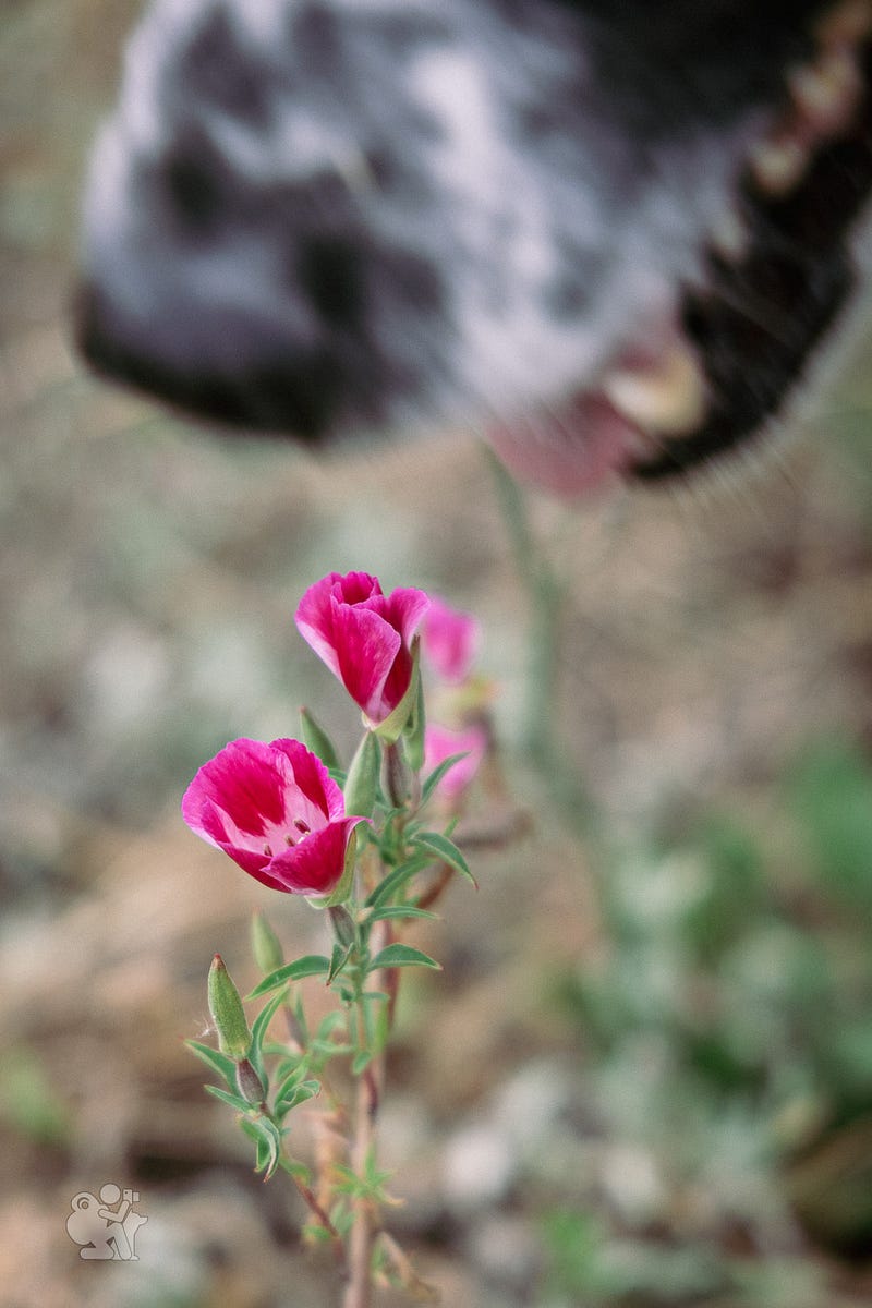 A dog smelling a rose colored flower A dog smelling a rose colored flower