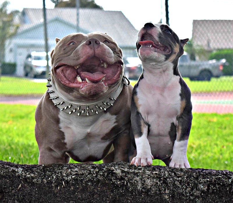 TEXAS SIZE BULLIES BULLY KING Magazine Medium
