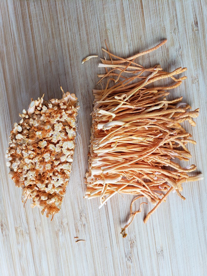 Cordyceps militaris (동충하초)