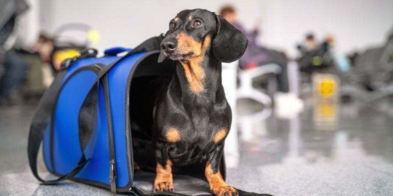 How to travel your Pet with JetBlue Airlines-