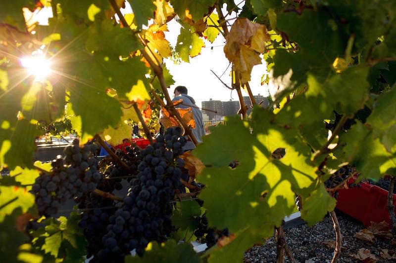 wine grapes on the vine