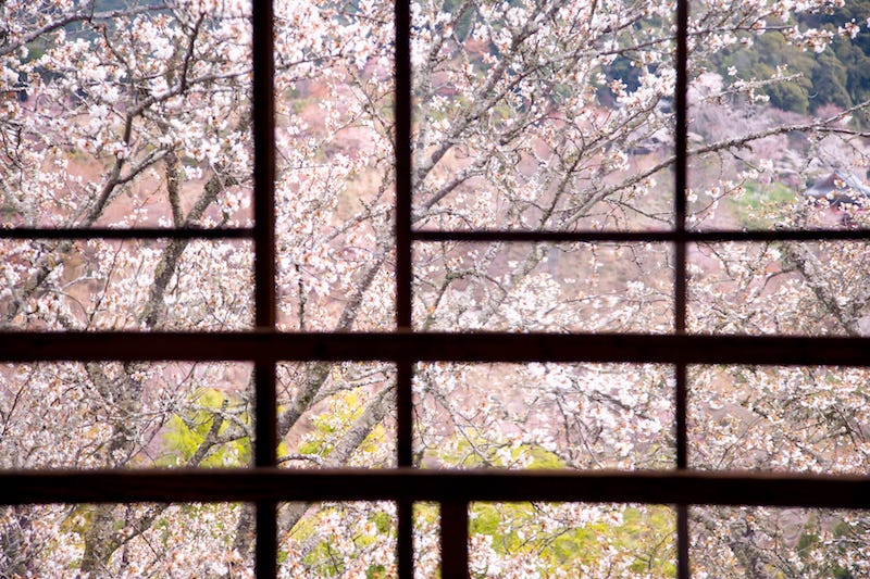 The cherry blossoms of Nara Prefecture’s Mt. Yoshino as seen through a temple window.