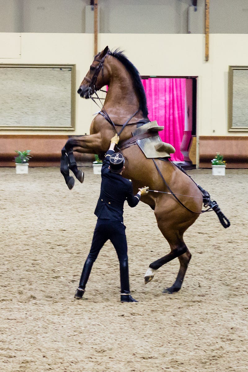 Selle Francais - 10 Most Expensive Horse Breeds In The World