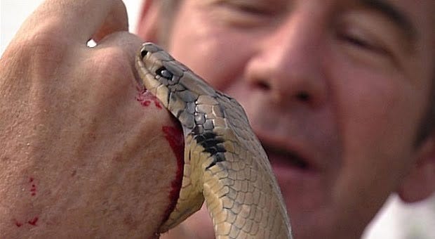 Hombre es mordido por serpiente no venenosa. julian prada