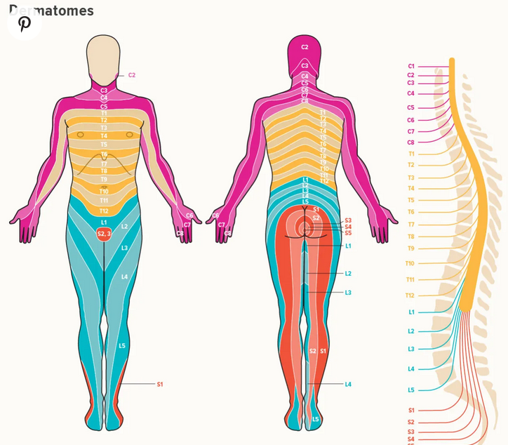https://www.healthline.com/health/dermatome#dermatomes-chart