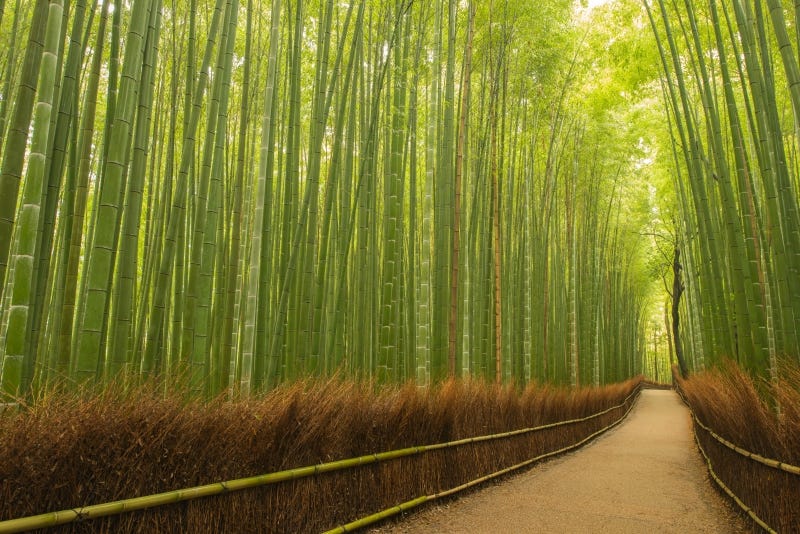 The famous bamboo grove in Kyoto’s Arashiyama but without any tourists during the pandemic