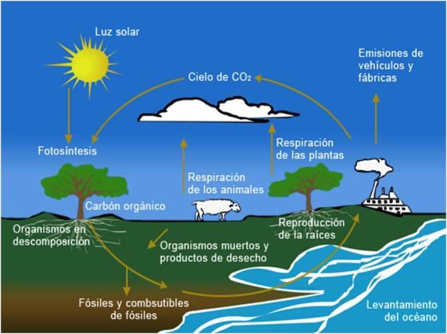 Los 5 Principales Ciclos Biogeoquímicos Evelyn Chan Medium