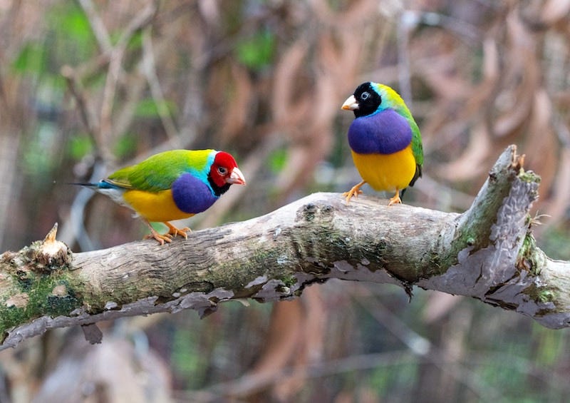 A photo of two finches perched on a tree branch