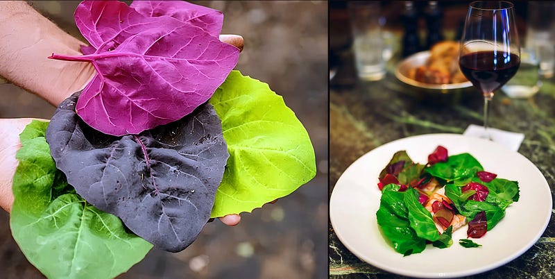The Forgotten Leaf: How Orach (Atriplex hortensis) Revives Ancient Gardens and Modern Kitchens