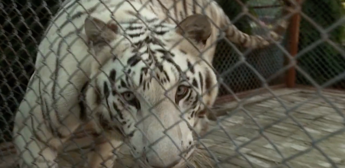 Script Analysis: “The White Tiger” — Part 3: Characters