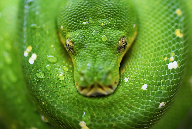 A python, coiled.