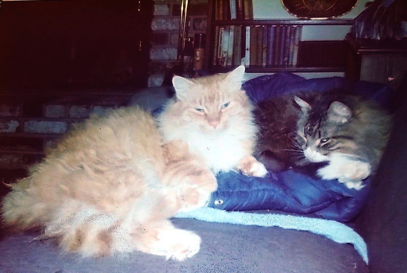 Old color photo of a long-haired orange cat with a long haired tiger cat lying on a couch.