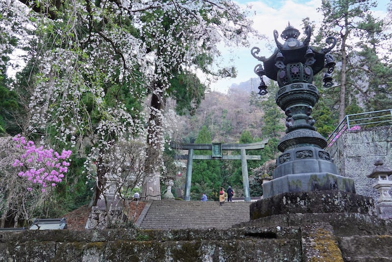 Weeping Cherry blossom trees at Mount Myogi’s iconic shrine grounds