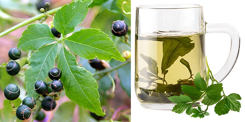 The Immortal Vine: Unveiling Jiaogulan, Asia’s “Herb of Longevity”