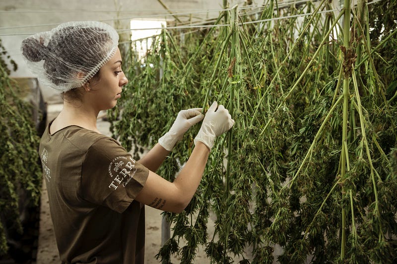 5 Cannabinoids every Cannabis User Should Know