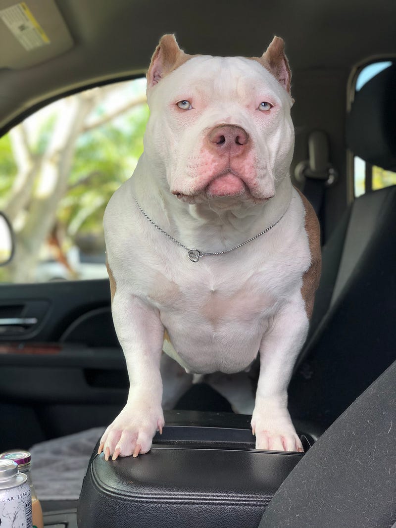 TOP POCKET AMERICAN BULLY BREEDERS BULLY KING Magazine Medium