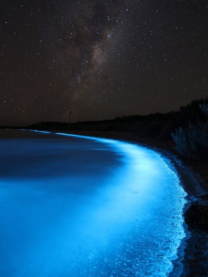 Bioluminescence in Nature – Mariecor Agravante – Medium