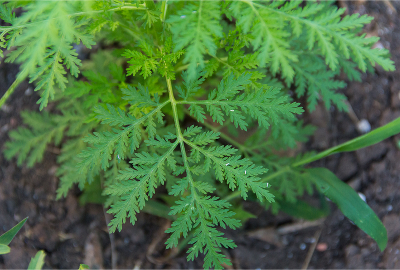 Medicinal Plant