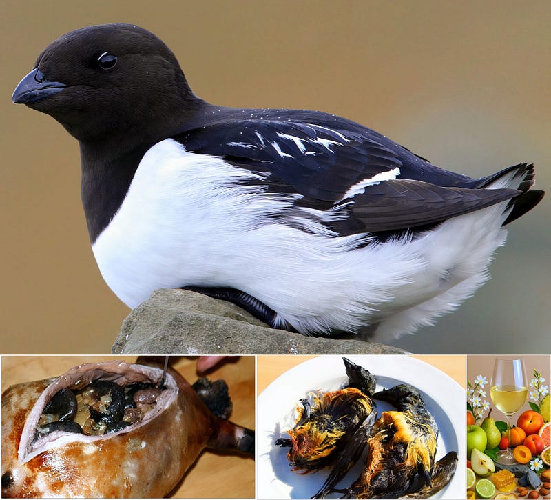 The Little Auk: Arctic Jewel of Air, Ice, and Tradition