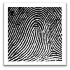 fingerprint of human