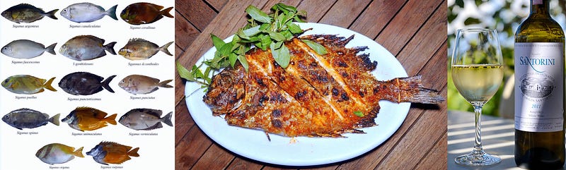 The Grazer of the Coral Reefs: Rabbitfish, the Ocean’s Herbivorous Healer