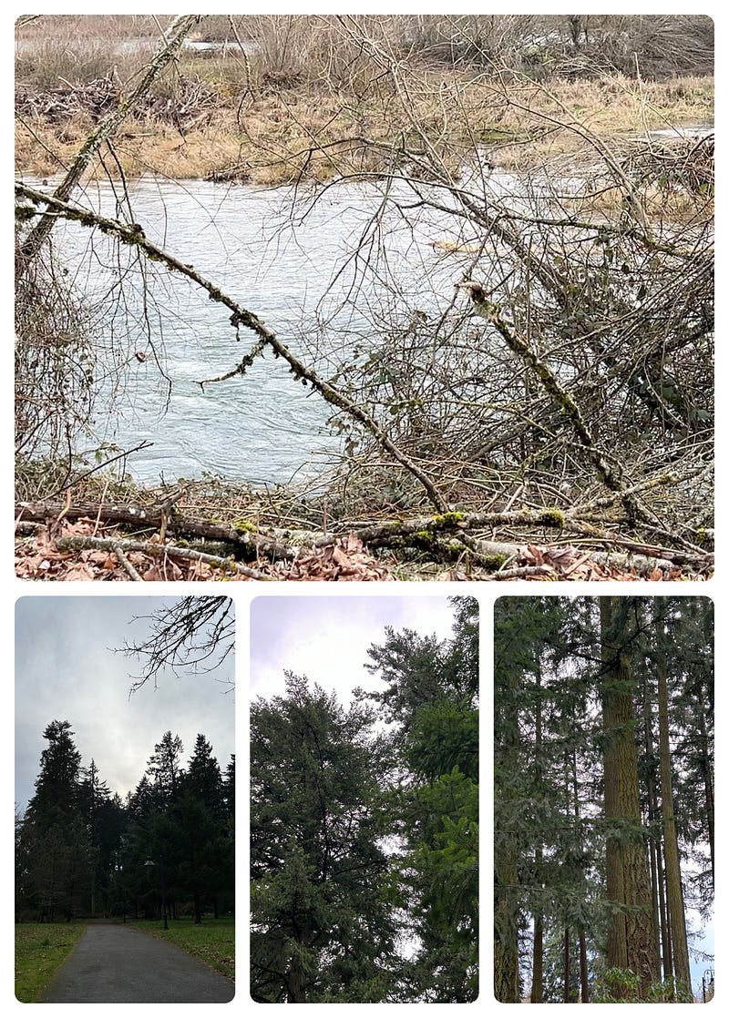 Photos taken by author Mackenzie River in Springfield, Oregon