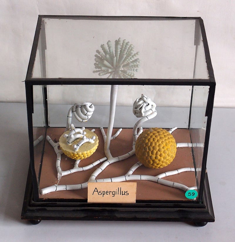A Brief History of Aspergillus