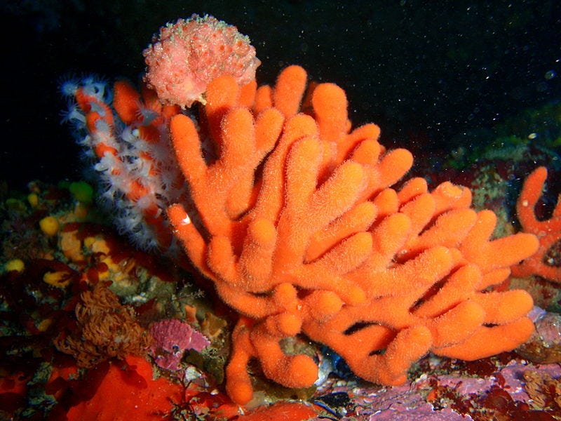 7 Reasons Why Sea Sponges Are The Coolest Greenpeace Uk Medium 