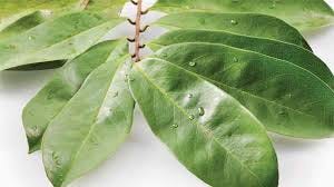 Daun Sirsak Daun Sirsak