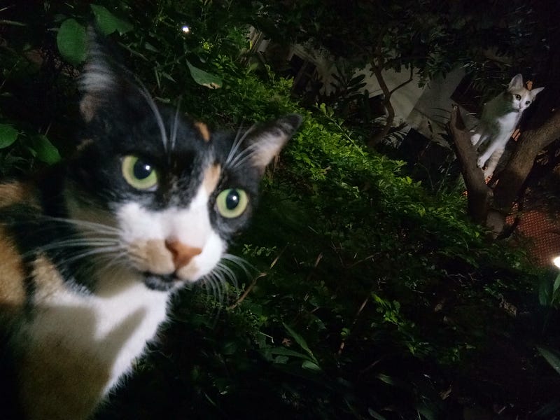 My pet cats the ultimate Zen masters