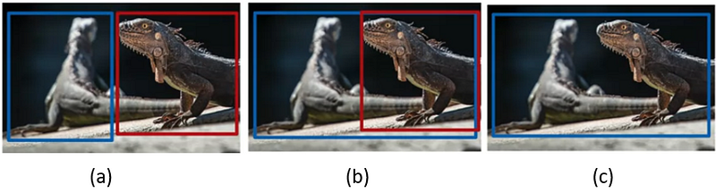 Different possible labels that can be given to iguanas in labelling the data that can confuse our deep learning model.