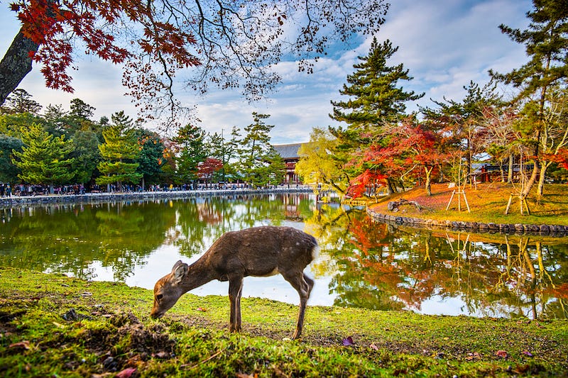 A deer at Nara Park grazes against the backdrop of an impressive koyo display during autumn