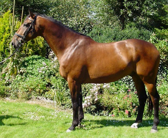 Dutch Warmblood - 10 Most Expensive Horse Breeds In The World