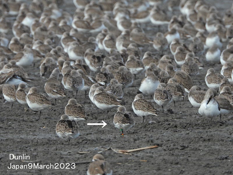a group of small brown birds roost together on a mudflat