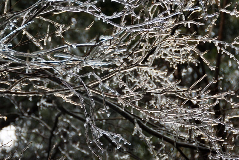 Image of frozen rain on branches — called Uhyo