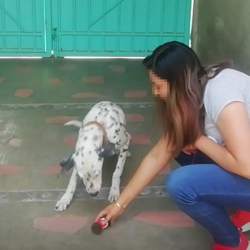A woman crouching down and holding a small red object near a Dalmatian puppy, which is looking at it with curiosity. The scene takes place on a tiled floor with a teal door in the background. Image from Research Paper.