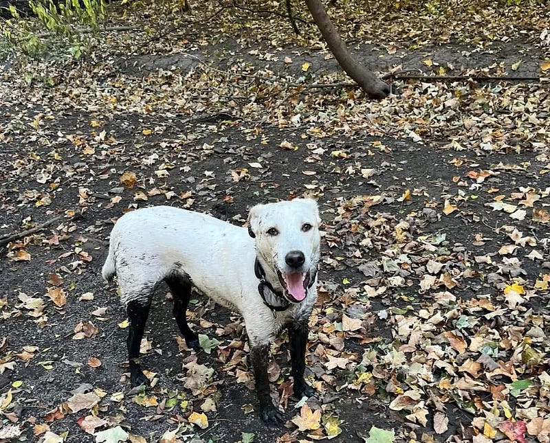 White dog covered in black mud standing in the woods.