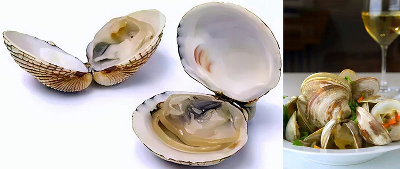 Pearls Without the Gem: The Timeless Allure of the Venus Shell
