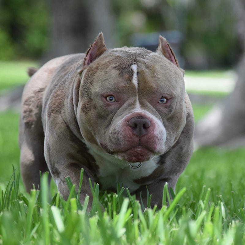 TOP AMERICAN BULLY STUD LOUIS V LINE’S VENOM – BULLY KING Magazine – Medium