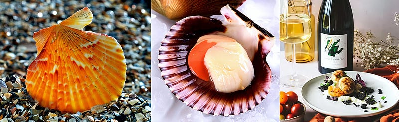 The Queen of Shellfish: Unveiling the Delicate Majesty of Aequipecten opercularis