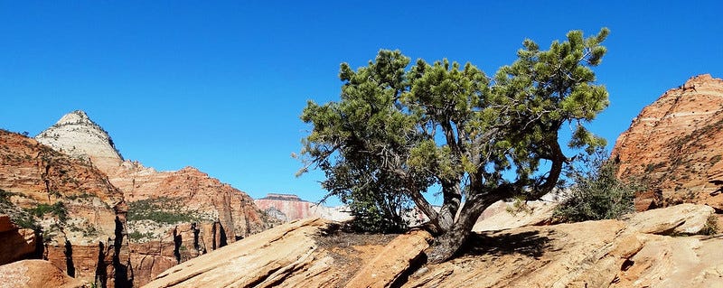 A mature juniper tree has planted its roots within the dry red sandstone. The is reaching towards the bright blue sky. The tree’s deep green leaves are a stark and beautiful contrast to the red mountains standing tall in the background.