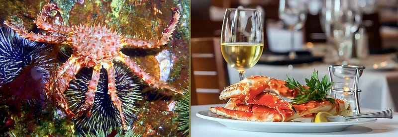 The Crimson Monarch of the Seas: Exploring the World of the Red King Crab