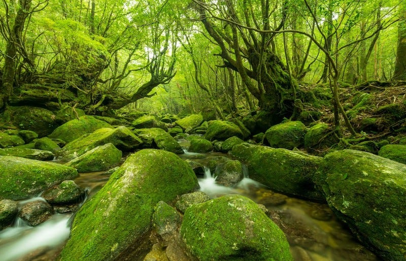 The primeval forest of Kagoshima Prefecture’s island of Yakushima