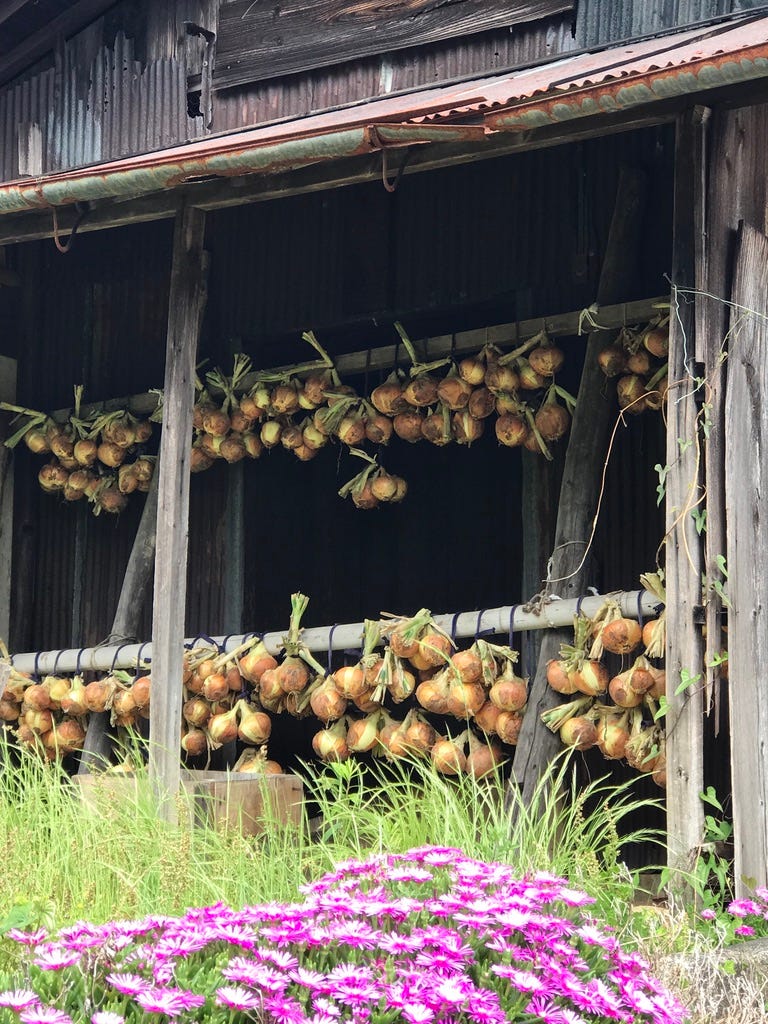 Onion hanging from two poles in an old wooden building.