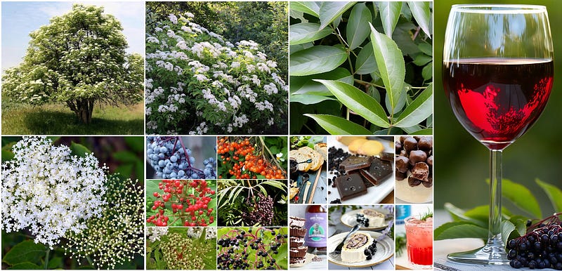 Elder Wonders: The Story of Sambucus