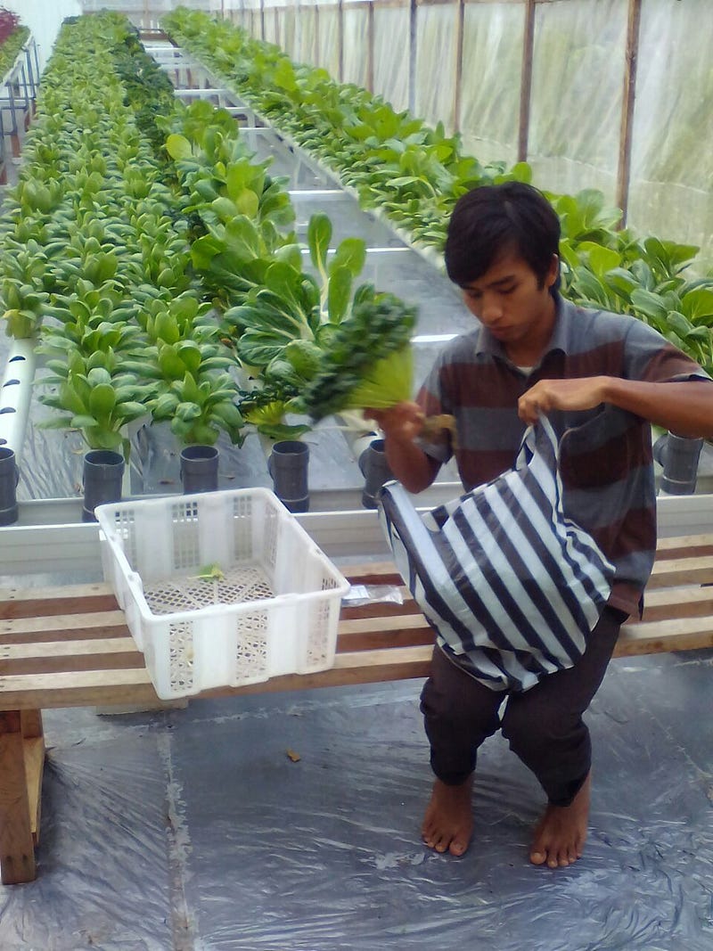 jual cocopeat karawang t sel 0811 2631 304 media tanam jual cocopeat karawang t sel 0811 2631 304 media tanam